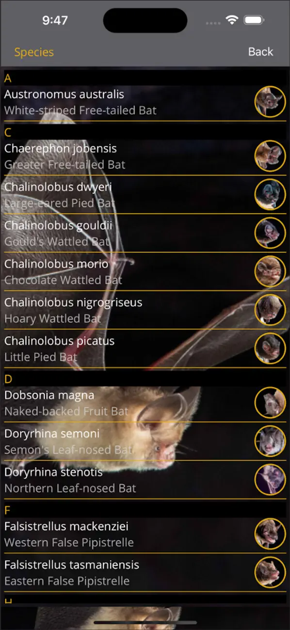 Screenshot #2 pour Field Guide to Australian Bats