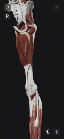 Knee Biomechanics screenshot