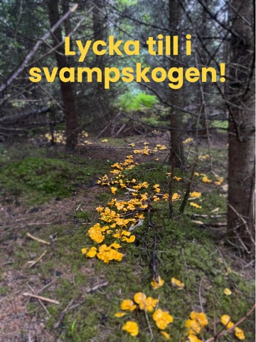 Kantarellappen iPad screenshot 10