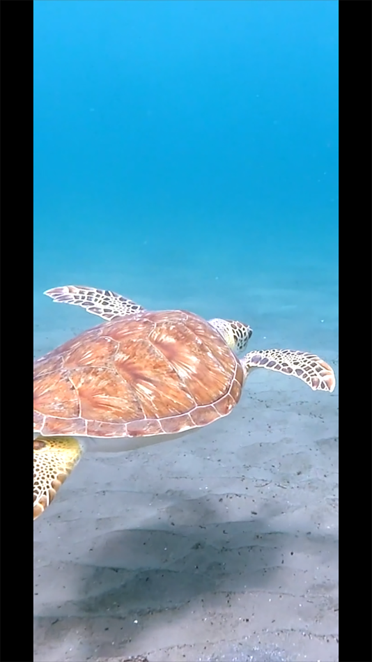 #10. Turtle (iOS) By: OneTap Applications
