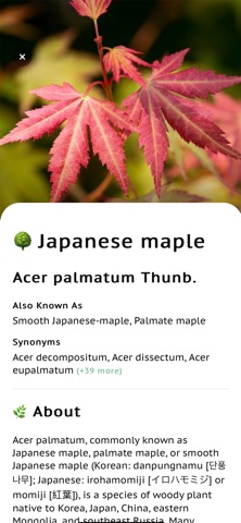 Tree Leaf Identifier Screenshot 5 of 8