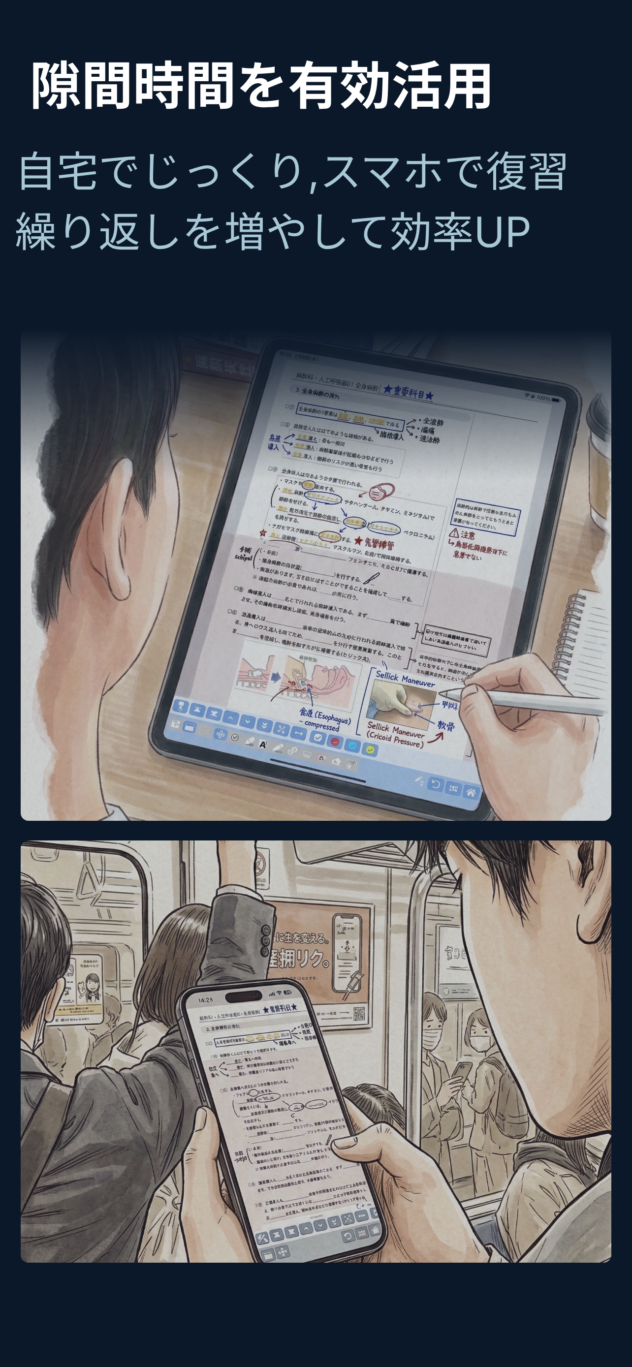 Dolphin Memorize