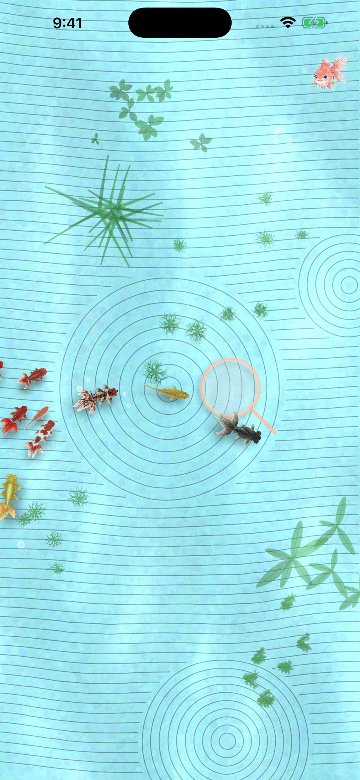 金魚日和