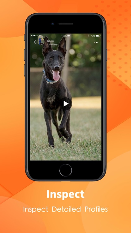 PupTown - Adoption & Breeding