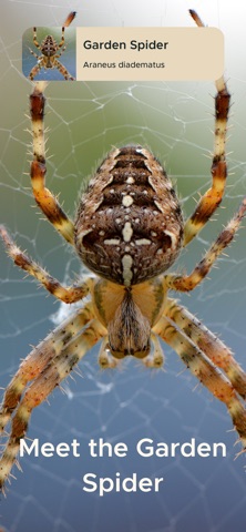 Spider Identifier: Scanner Screenshot 5 of 6