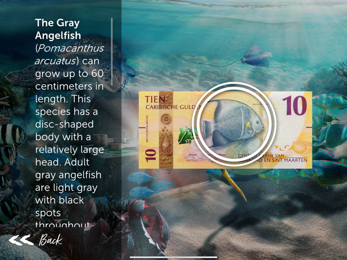 My Caribbean Guilder