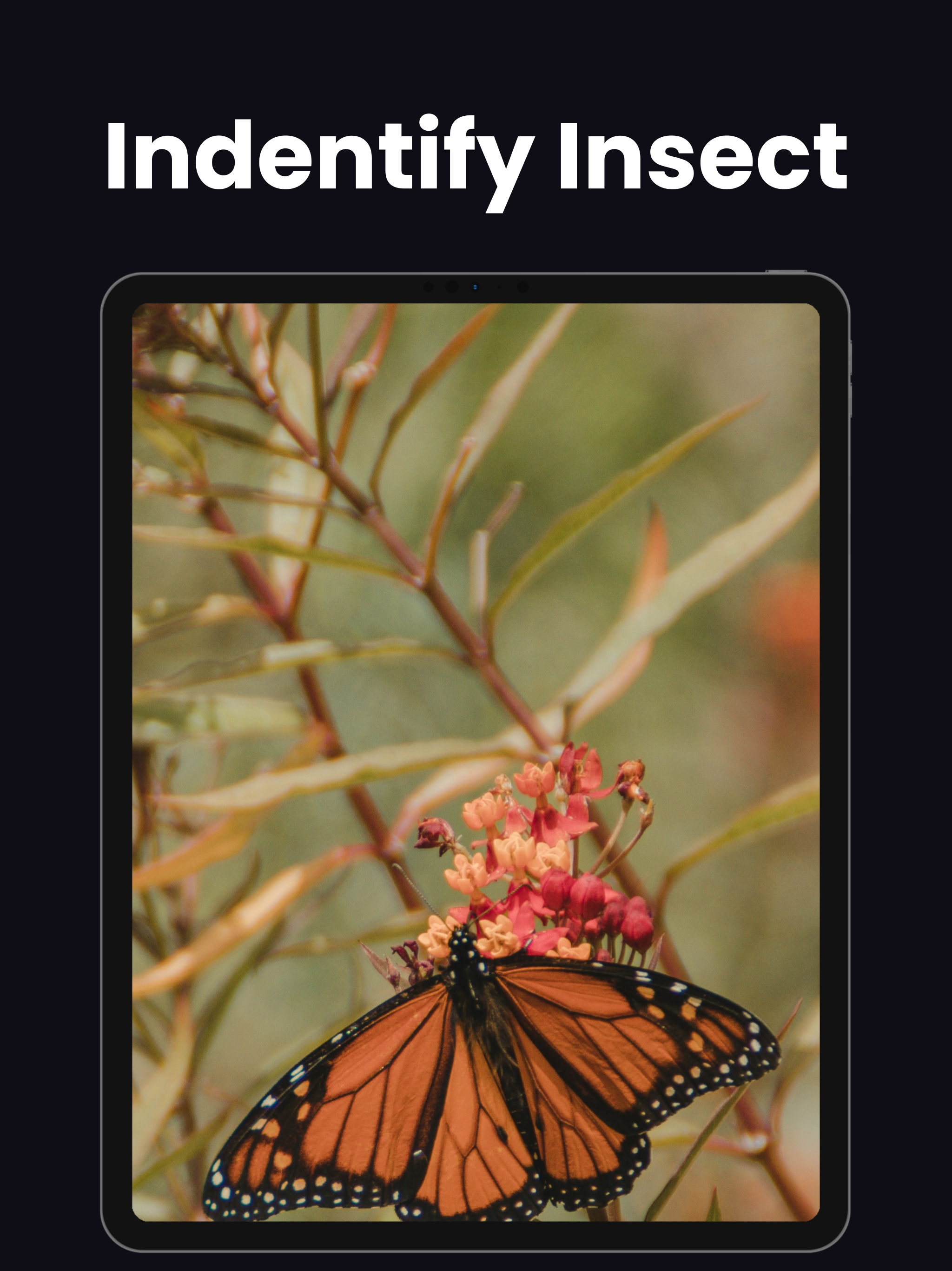Insect Identifier - Insectby