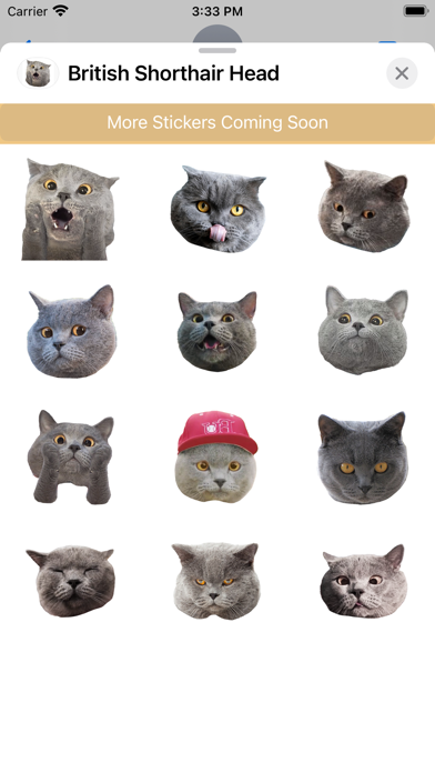British Shorthair Cat's Head Screenshot