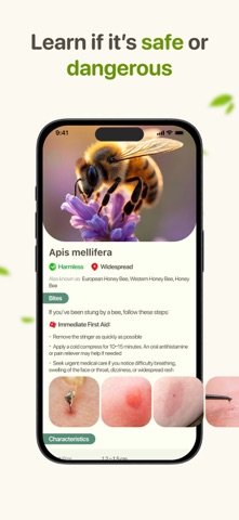 Bug Identifier: Insect Scanner Screenshot 2 of 4