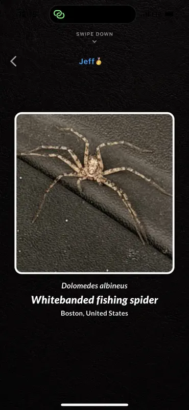The Spider League screenshot 6 of 10