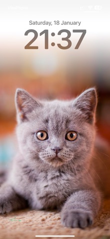 Cat Wallpapers Cute Screenshot 6 of 6