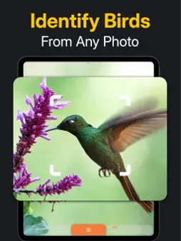 Bird Identifier - FeatherScan screenshot 8