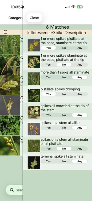 Minnesota Wildflowers Info. screenshot 3