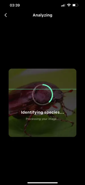 InsectSnap: AI Bug Identifier screenshot 4
