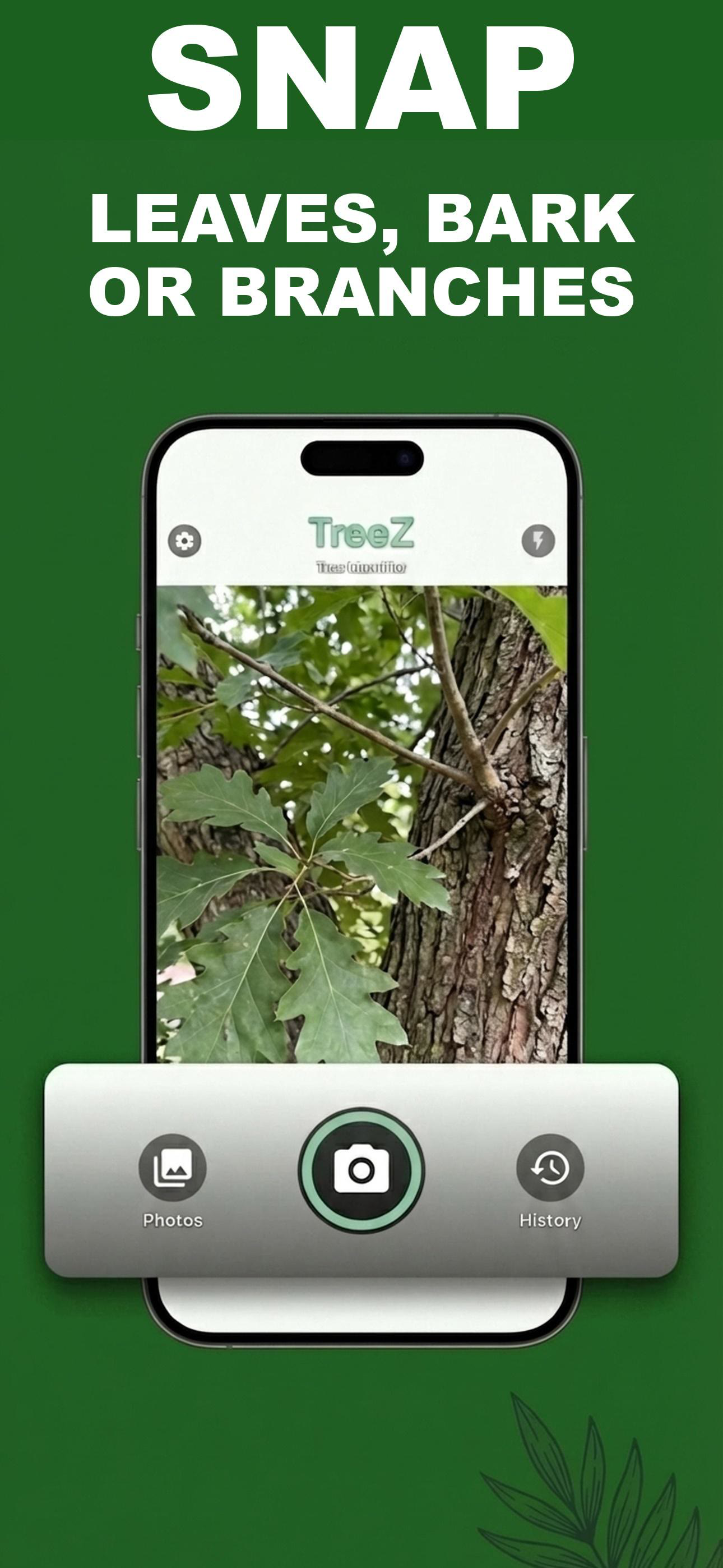 Tree Identifier: TreeZ