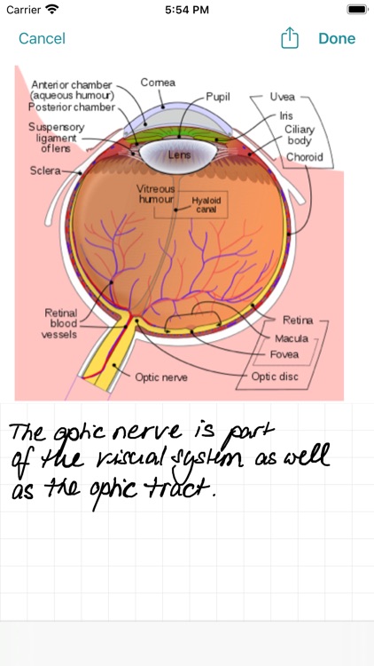 FlashBuddy: Flashcards