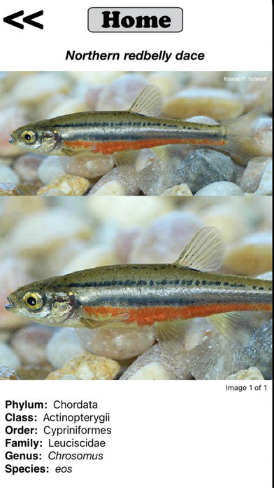 Fish Sorter Screenshot