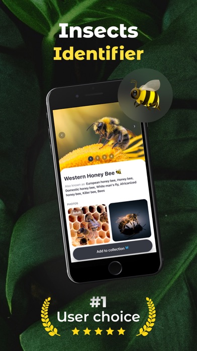 Insect Identifier Bug ID Screenshot