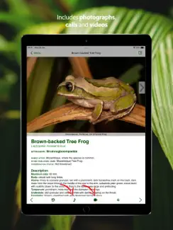 Frogs of Southern Africa iPad image 4