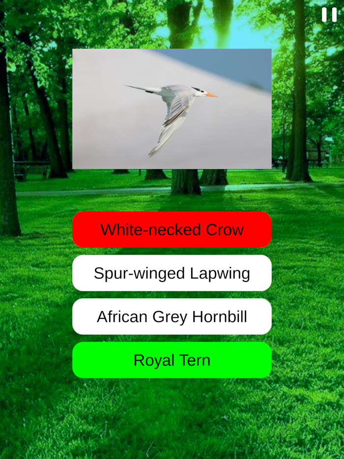 Birds Quiz and Learn