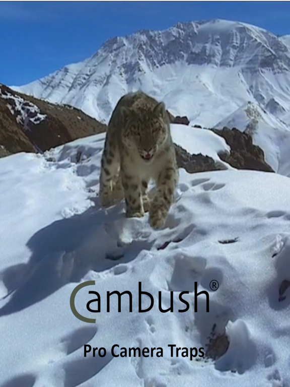 Screenshot #4 pour Cambush
