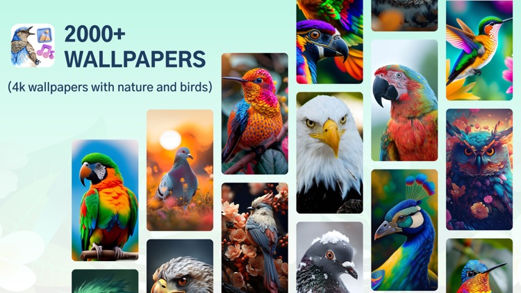 Cute Bird Songs & HD Wallapper screenshot-3