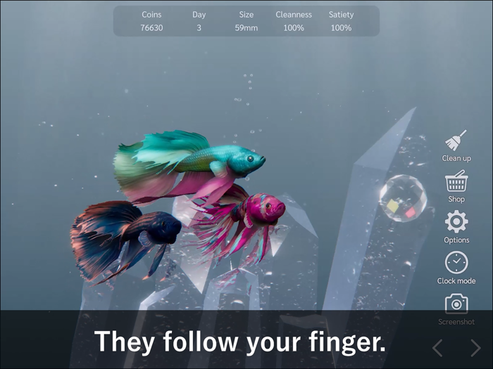 Bettarium - Betta Fish Tank