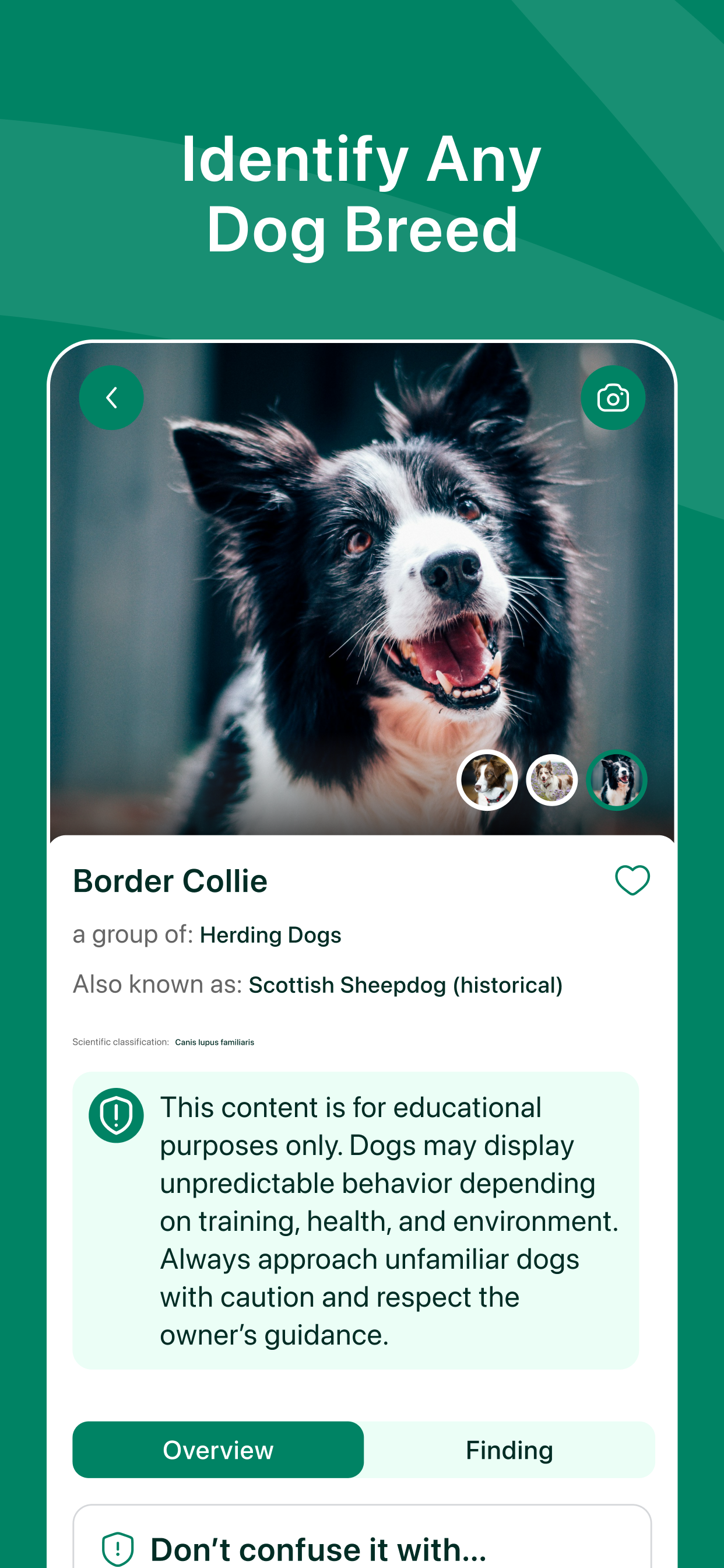 Dog Breed Identifier + AI screenshot 2