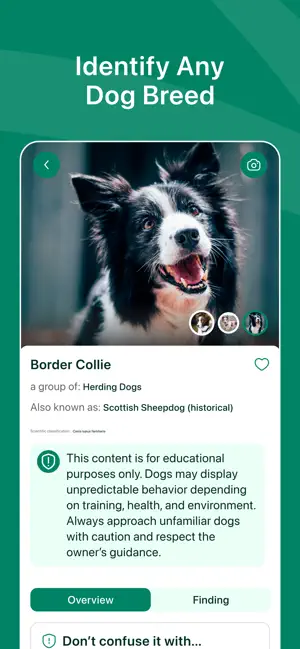 Dog Breed Identifier + AI screenshot 2