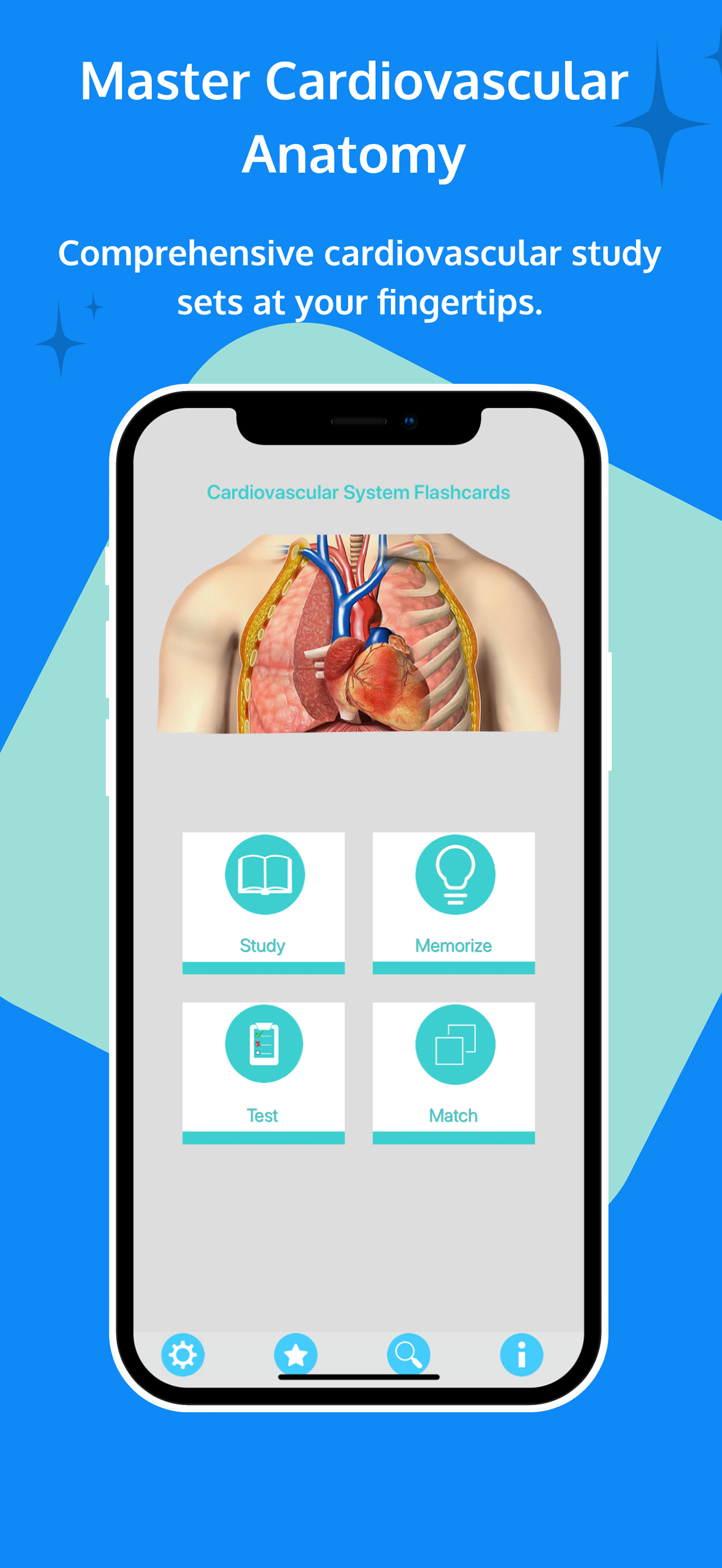 Circulatory System Flashcards