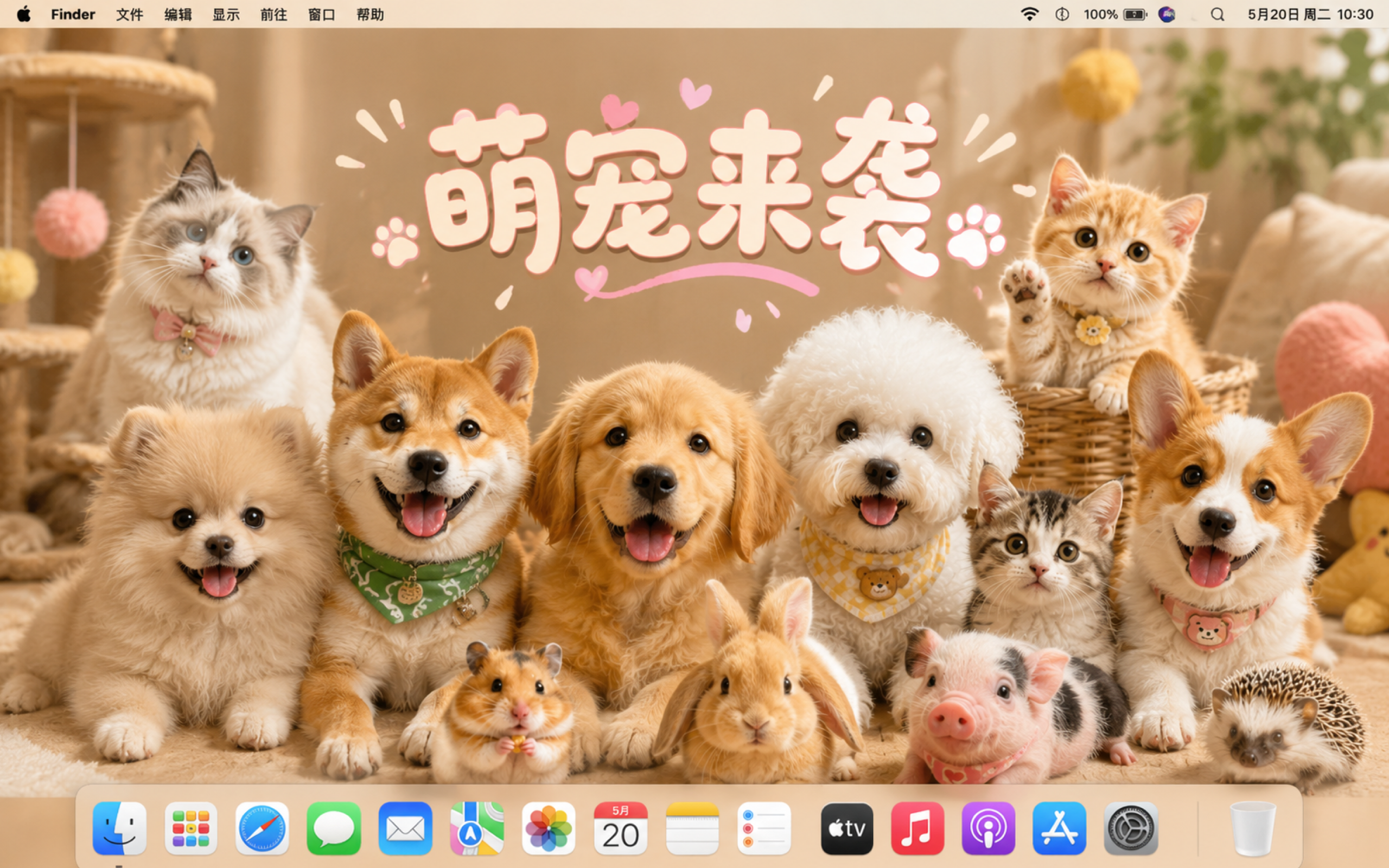 MemeGo - 养宠物组件表盘 screenshot 6