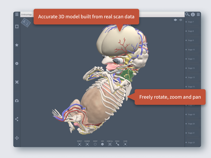 Primals 3D Embryology