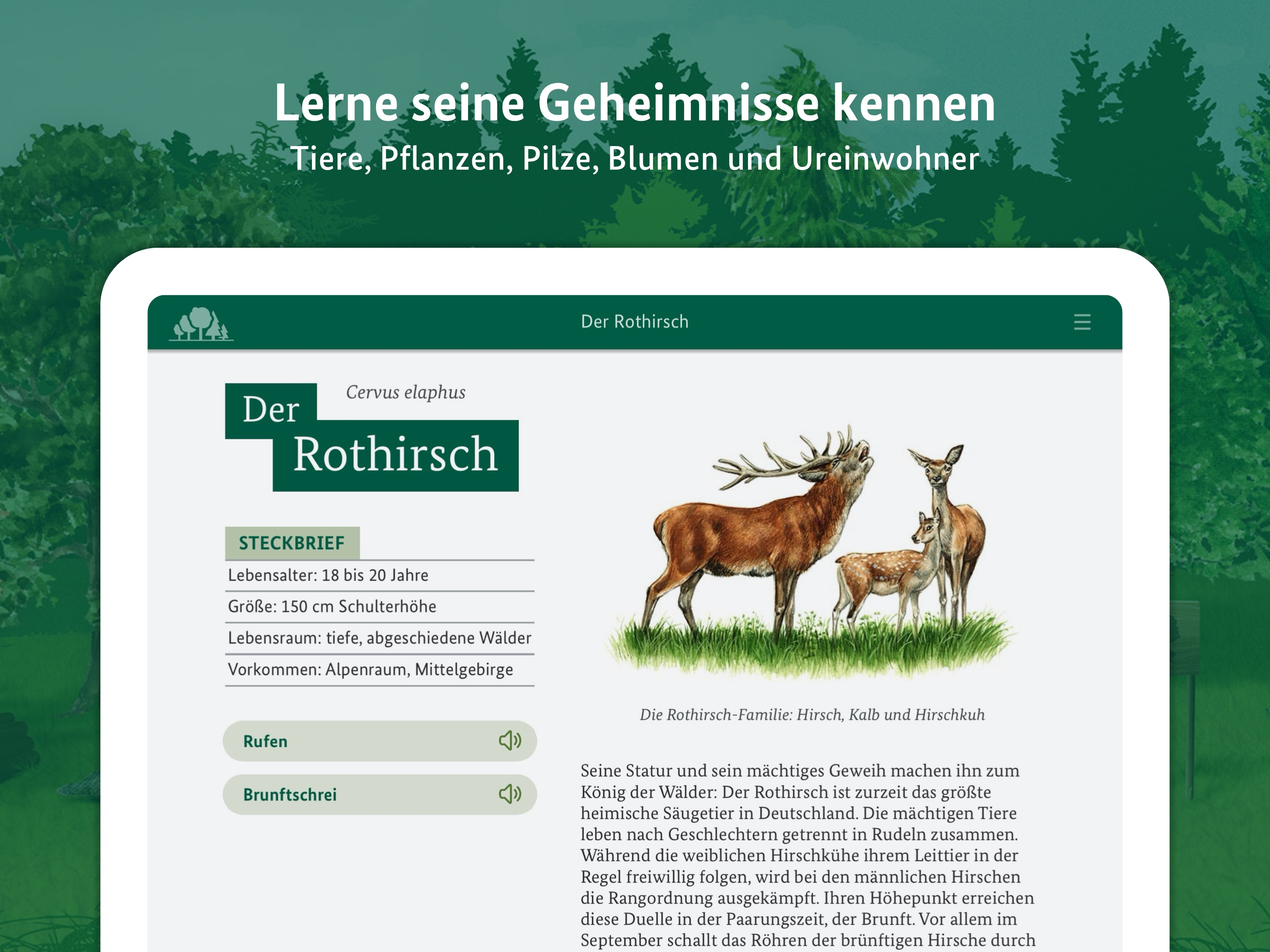 Die kleine Waldfibel screenshot 7