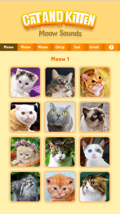 Cat & Kitten Meow Sounds