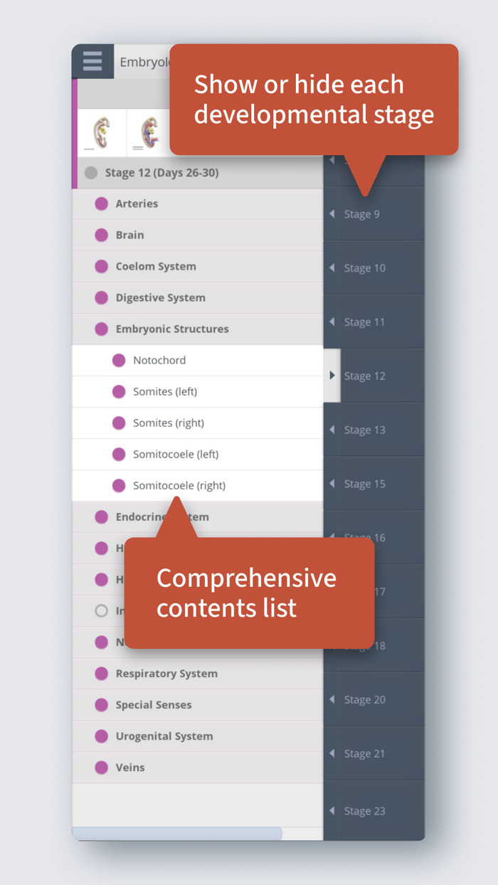 Primals 3D Embryology