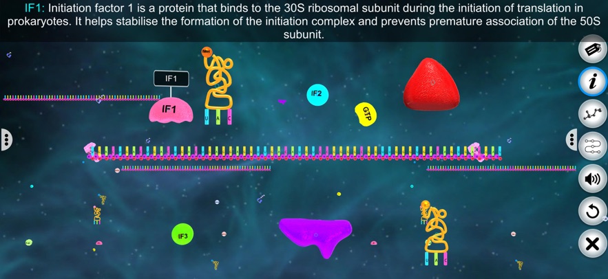 Translation in Prokaryotes