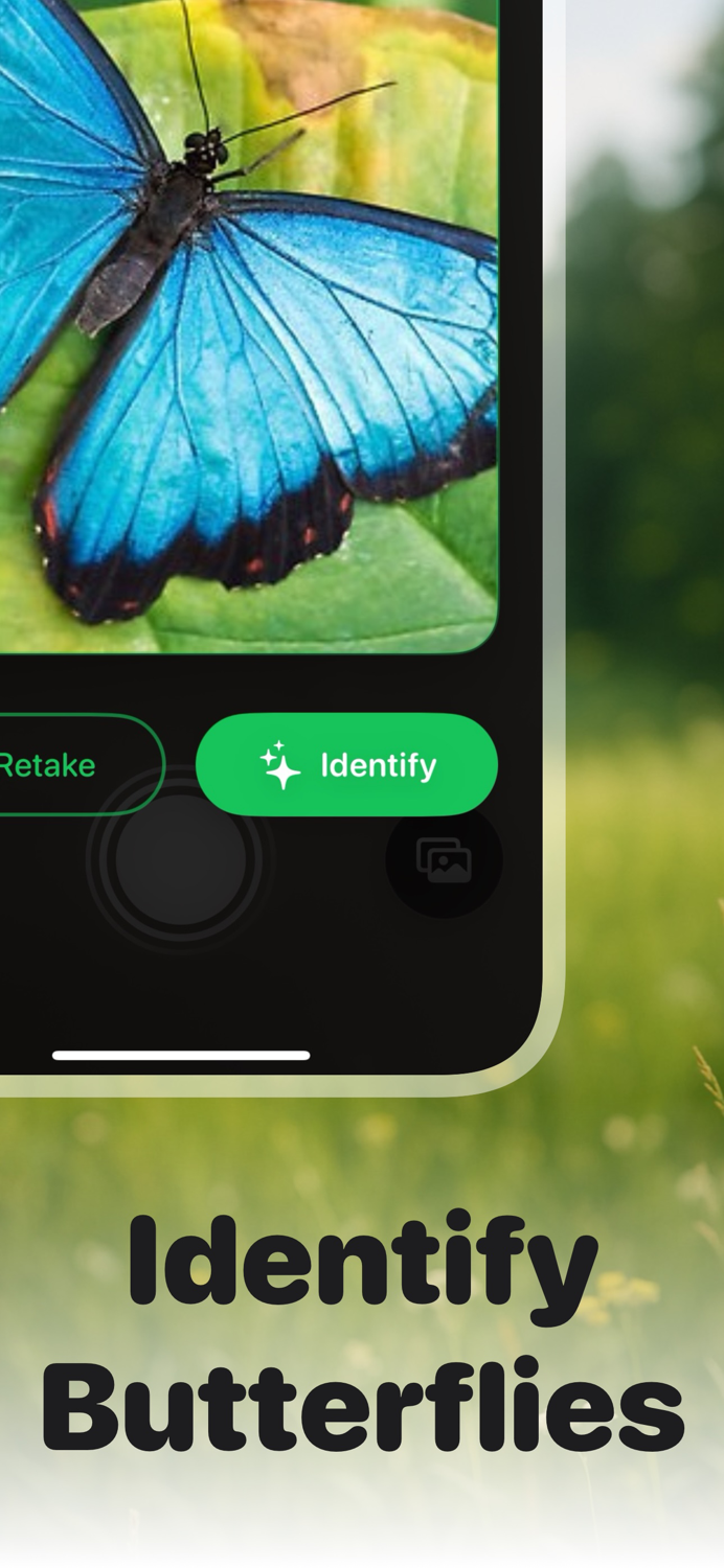 Picture Insect Bug ID