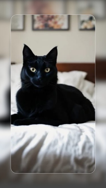 Black Cat Wallpapers screenshot-6