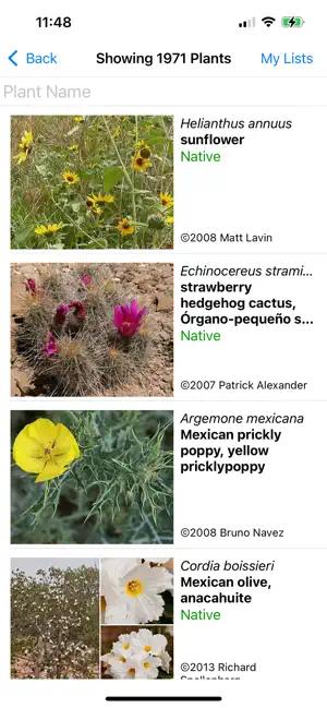 Northeast Mexico Wildflowers screenshot 3