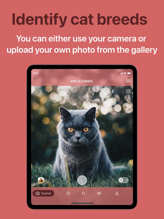 How to Tell the Breed of a Cat: Expert Tips You Need Today