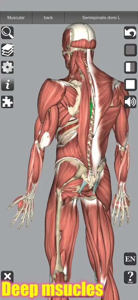 3D Bones and Muscles (Anatomy) - メディカルアプリ | MWM