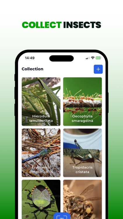 Bug Identifier: Insect Finder