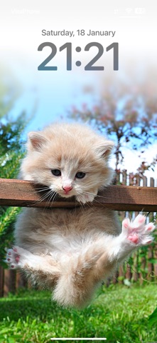 Cat Wallpapers Cute Screenshot 5 of 6
