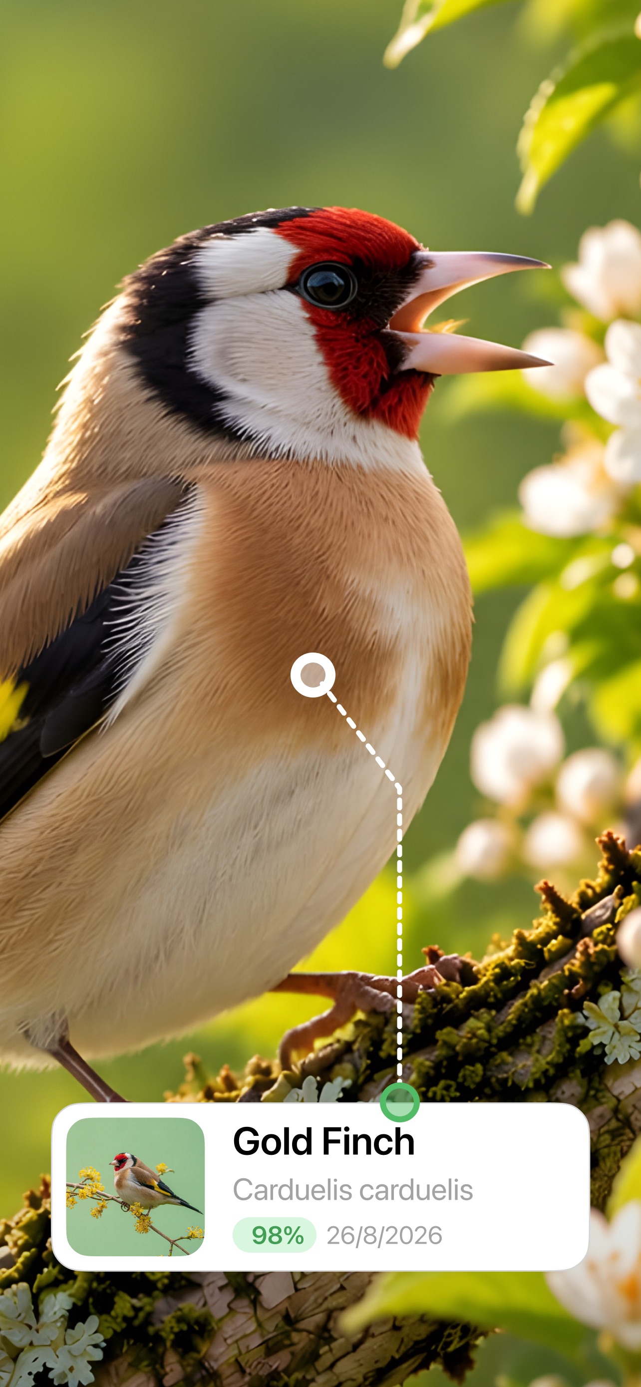 Screenshot 2 of Bird Identifier; Bird Sound ID