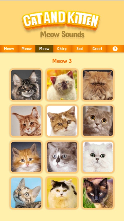 Cat & Kitten Meow Sounds