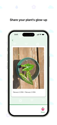 Caladium -  Plant time lapse Screenshot 4 of 4