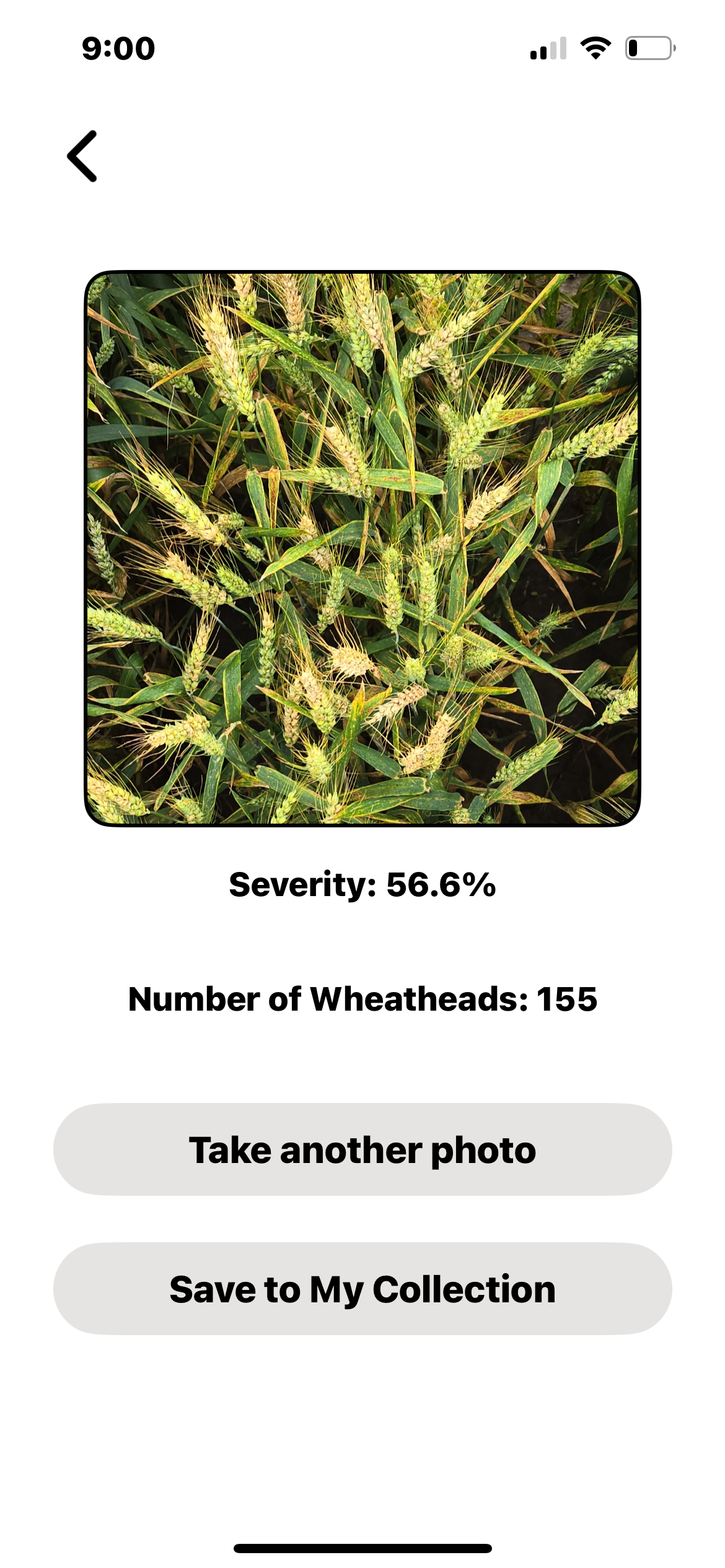 WheatScanR