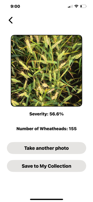 WheatScanR Screenshot 3 of 5