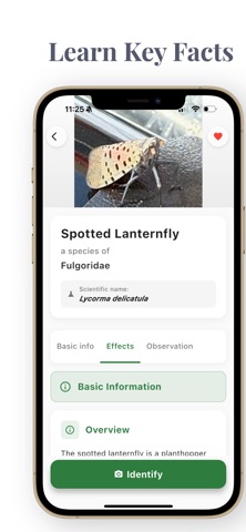 AI Insect Bug Identifier App screenshot