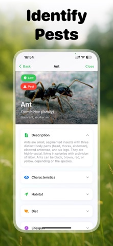 Picture Insect: Bug ID Screenshot 3 of 10